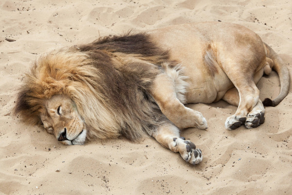 Sen lwa – co naprawdę oznacza i jak go osiągnąć?